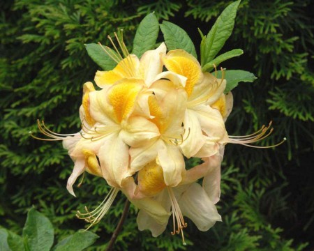 Azalka " Golden Flare  "